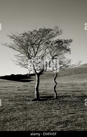 Die Bäume auf der Wiese im Herbst (B&W) Stockfoto