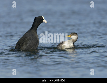 Red-necked Grebe - Podiceps Grisegena und Blässhuhn - Fulica atra Stockfoto