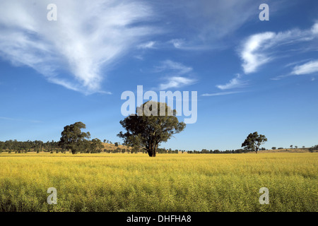 Anbau von Raps Felder Wagga, New South Wales Australien Stockfoto