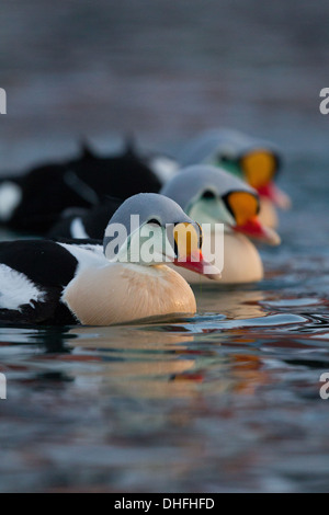 Drake König Eider Somateria spectabilis Stockfoto