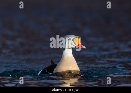 Drake König Eider Somateria spectabilis Stockfoto