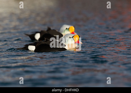 Drake König Eider Somateria spectabilis Stockfoto