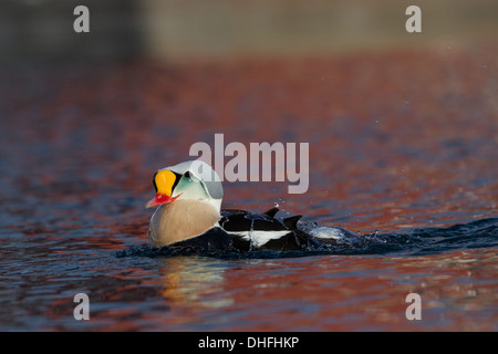 Drake König Eider Somateria spectabilis Stockfoto