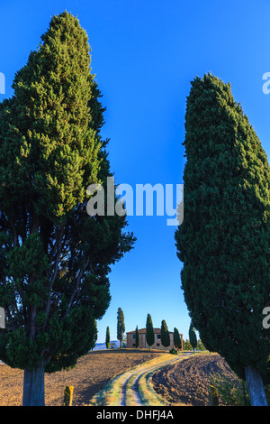 Haus mit den berühmten Zypressen im Herzen der Toskana, in der Nähe von Pienza, Italien Stockfoto