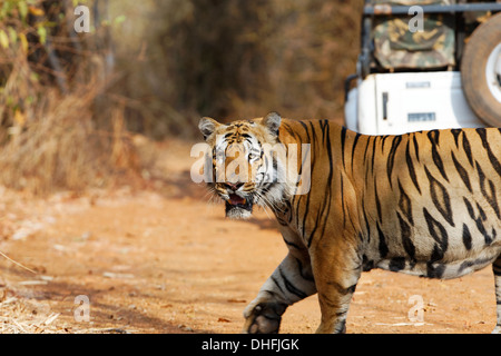 Waghdoh oder Scarface riesige dominante männliche Tiger in Tadoba, Indien. (Panthera Tigris) Stockfoto