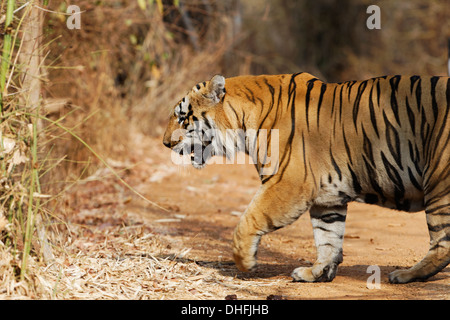 Riesige Waghdoh oder Scarface dominante männliche Tiger an der Tadoba Forest, Indien. (Panthera Tigris) Stockfoto