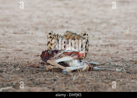 Weibliche Cheetah mit Kill in der kalahari Stockfoto