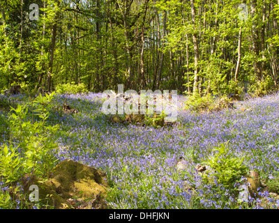 Bluebell Woods in Großbritannien Stockfoto