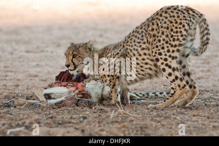 Gepard Cub mit Kill in der kalahari Stockfoto