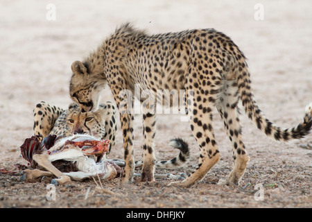 Weibliche Cheetah und Cub mit Kill in der kalahari Stockfoto