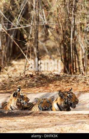 Wagdoh Tigerin jungen Familie Abkühlung im Tadoba Wald, Indien. [Panthera Tigris] Stockfoto