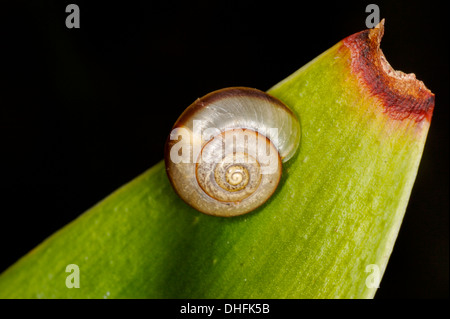 Schnecke auf Schlange Pflanze Stockfoto