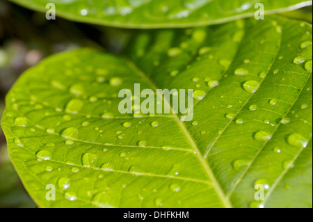 Regen auf Blatt Stockfoto