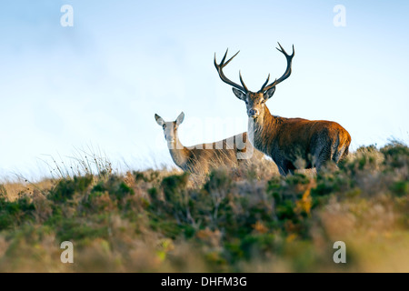 Hirsch mit Hirschkuh, im Abendlicht auf Exmoor Stockfoto