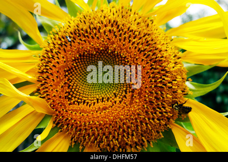 Sonnenblume Zentrum Stockfoto
