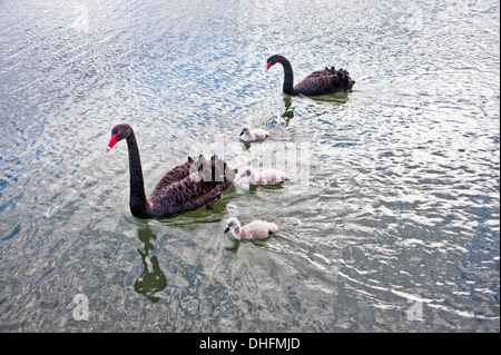 Schwarze Schwäne und Cygnets am Lake Rotorua, Neuseeland Stockfoto