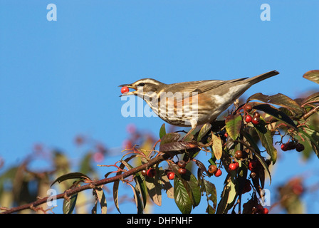 Rotdrossel (Turdus Iliacus) Futter für Winter Beeren Stockfoto