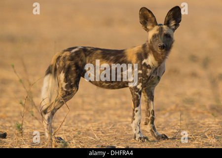 Seitenansicht eines Wildhund Welpen (LYKAON Pictus) in die Kamera schaut Stockfoto