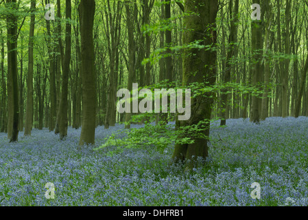 Einen dichten Teppich aus Glockenblumen in einer Ecke des West Woods, Wiltshire, an einem Frühlingsmorgen. Stockfoto