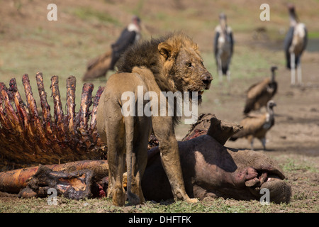 Männlicher Löwe (Panthera Leo) auf Nilpferd Karkasse (Hippopotamus Amphibius), Geier und Marabu Störche im Hintergrund Stockfoto