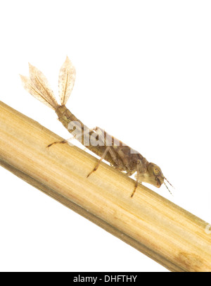 große rote Pyrrhosoma Nymphula Damselfly Nymphe unter Wasser auf weißem Hintergrund Stockfoto