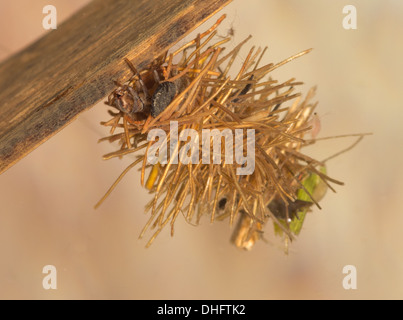 Caddisfly Larve im Aquarium unter Wasser genommen Stockfoto