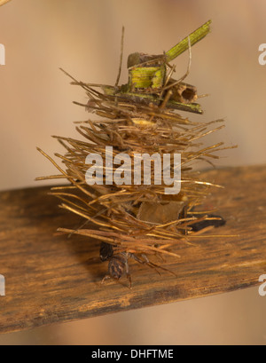 Caddisfly Larve im Aquarium unter Wasser genommen Stockfoto