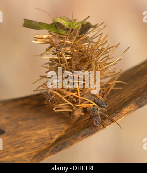 Caddisfly Larve im Aquarium unter Wasser genommen Stockfoto
