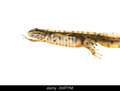 glatte Molch unter Wasser auf weißem Hintergrund Stockfoto