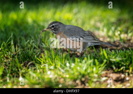 American Robin Nahrungssuche in Rasen Stockfoto