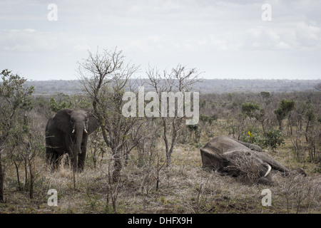 Ein schlafender Elefant sieht überraschend leblos Stockfoto