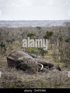 Ein schlafender Elefant sieht überraschend leblos Stockfoto