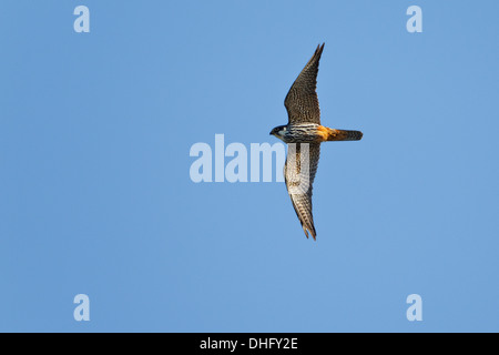 Nach Eurasischen hobby (Falco subbuteo) im Flug Stockfoto