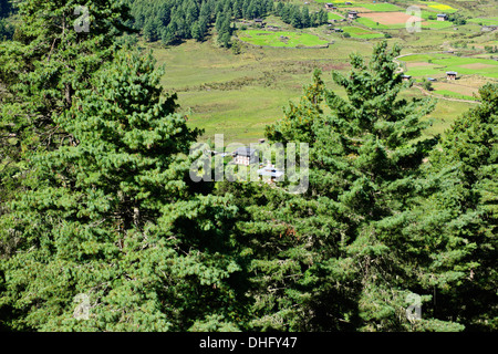 Gangte Tal, Krane Überwinterung im Urstromtal an der Grenze zu Schwarzen Berge, Jigme Singye Wangchuck National Park Stockfoto