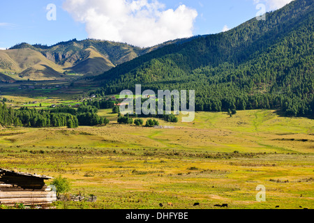 Gangte Tal, Krane Überwinterung im Urstromtal an der Grenze zu Schwarzen Berge, Jigme Singye Wangchuck National Park Stockfoto