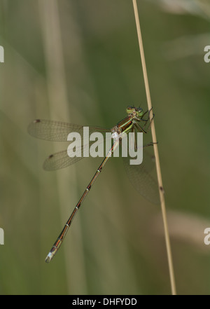 Die allererste Lestes Barbarus südlichen Emerald Damselfly in Essex, England gefunden Stockfoto