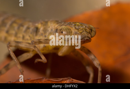 Hawker Libelle Nymphe genommen unter Wasser im aquarium Stockfoto