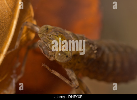 Hawker Libelle Nymphe genommen unter Wasser im aquarium Stockfoto