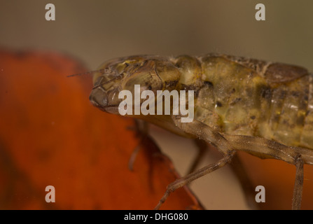 Hawker Libelle Nymphe genommen unter Wasser im aquarium Stockfoto