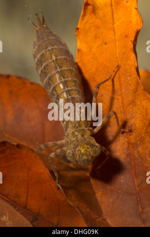 Hawker Libelle Nymphe genommen unter Wasser im aquarium Stockfoto