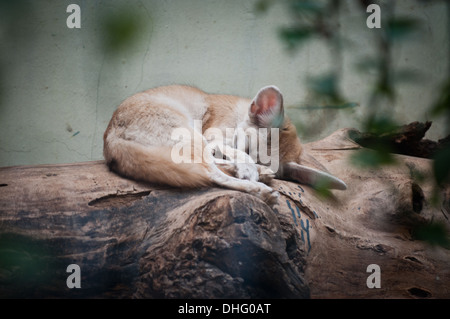 Vulpes Zerda umgangsprachlich Fennec Fuchs im Pekinger Zoo in Xicheng District, Beijing, China Stockfoto