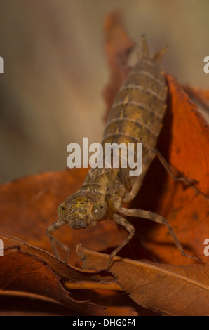 Hawker Libelle Nymphe genommen unter Wasser im aquarium Stockfoto