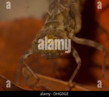 Hawker Libelle Nymphe genommen unter Wasser im aquarium Stockfoto