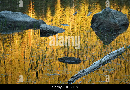 Baum-Reflexionen und Felsen/Log, Spirit Lake, Santa Fe National Forest, New Mexico, USA Stockfoto