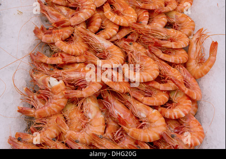 Frischen rohen Garnelen auf Eis. Stockfoto