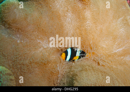 Clarks Anemonenfische /Yellowtail Clownfische (Amphiprion Clarkii) In seiner Anemone. Similan Inseln, Thailand Stockfoto