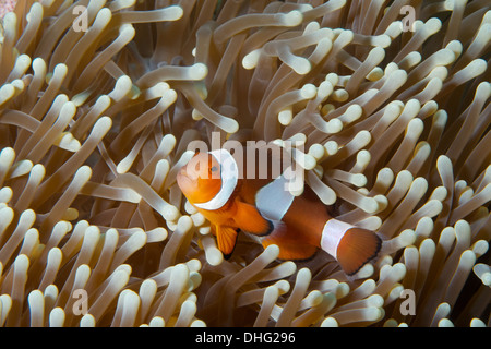 Falsche Percula Clownfish (Amphiprion Ocellaris) sicher versteckt unter den schützenden Tentakeln seine Host-Anemone, Komodo. Stockfoto