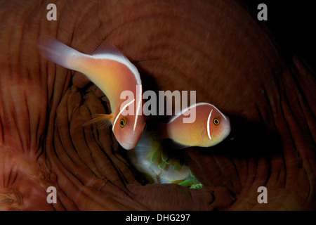 Zwei rosa Skunk Anemonenfische (Amphiprion Perideraion) mit Hintergrund der geschlossenen Anemone in Komodo Island, Indonesien. Stockfoto