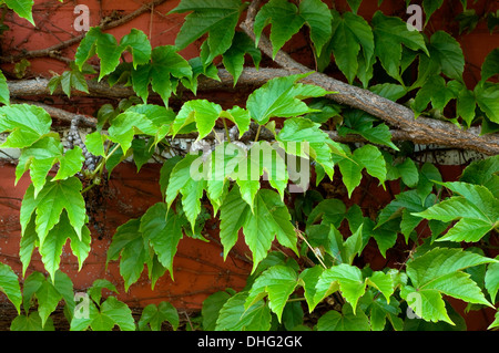 Grün Efeu wächst auf einer Holzwand. Stockfoto