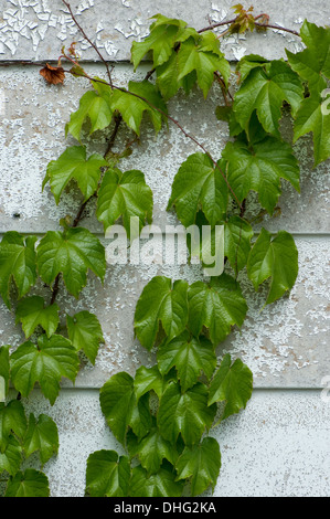 Grün Efeu wächst Wandmontage abgeplatzte Farbe. Stockfoto